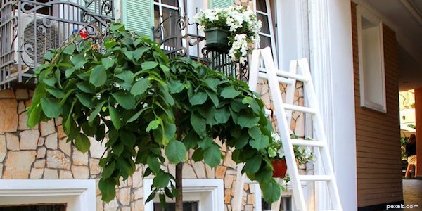 ladder and house