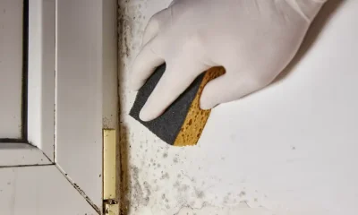 mold