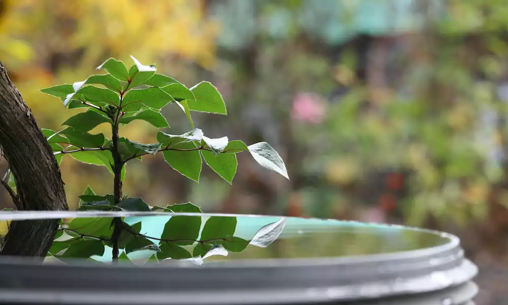 rainwater harvesting for sustainability in real estate