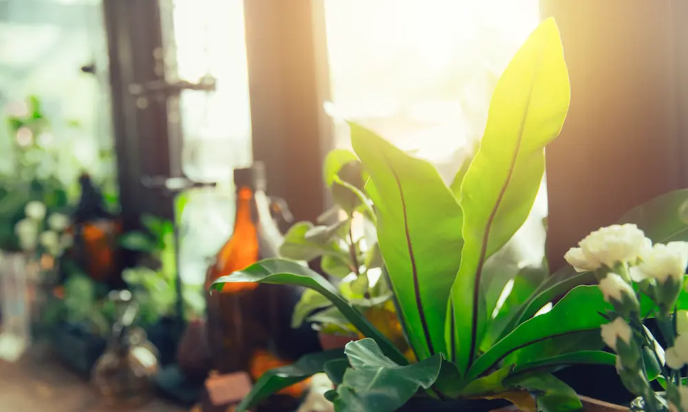 indoor plants