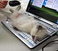 crashed