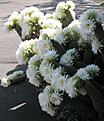 Cactus Flowering 02ES